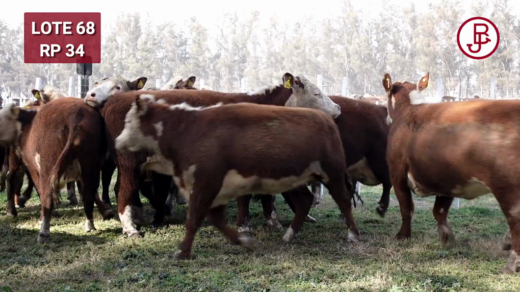 Lote VAQUILLONA PR PREÑADA PARICIÓN PRIMAVERA