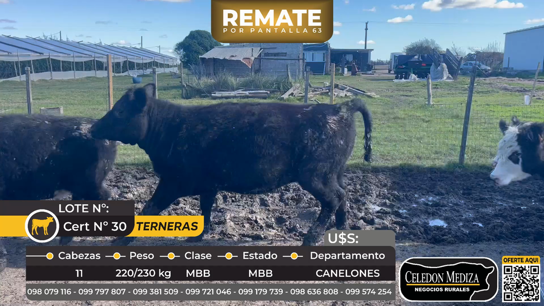 Lote 7 Vaquillonas en Manantiales a 20 km de Tarariras,  Colonia