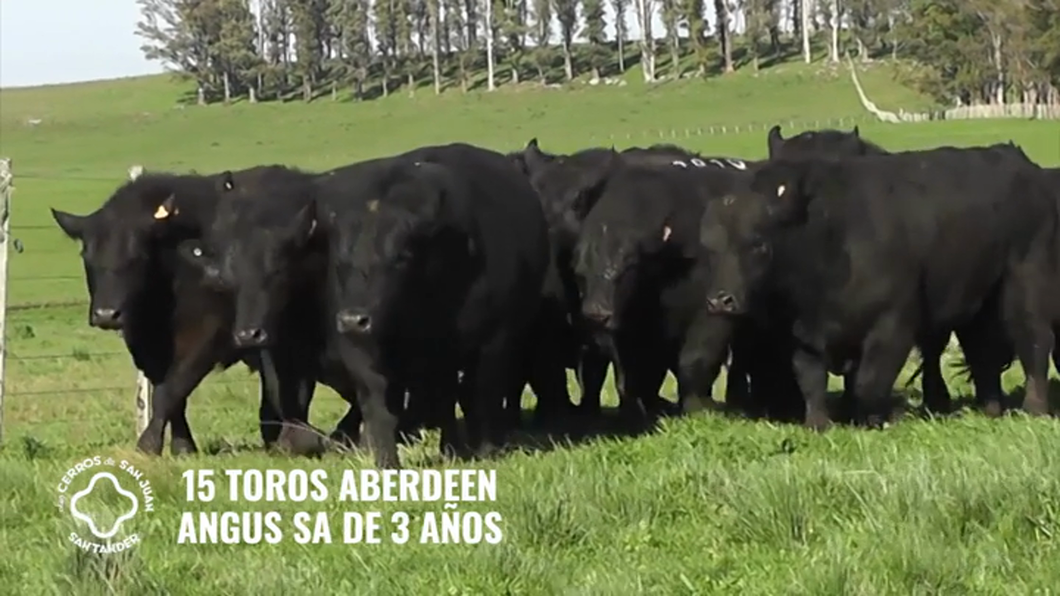 Lote 15 Toros Aberdeen Angus