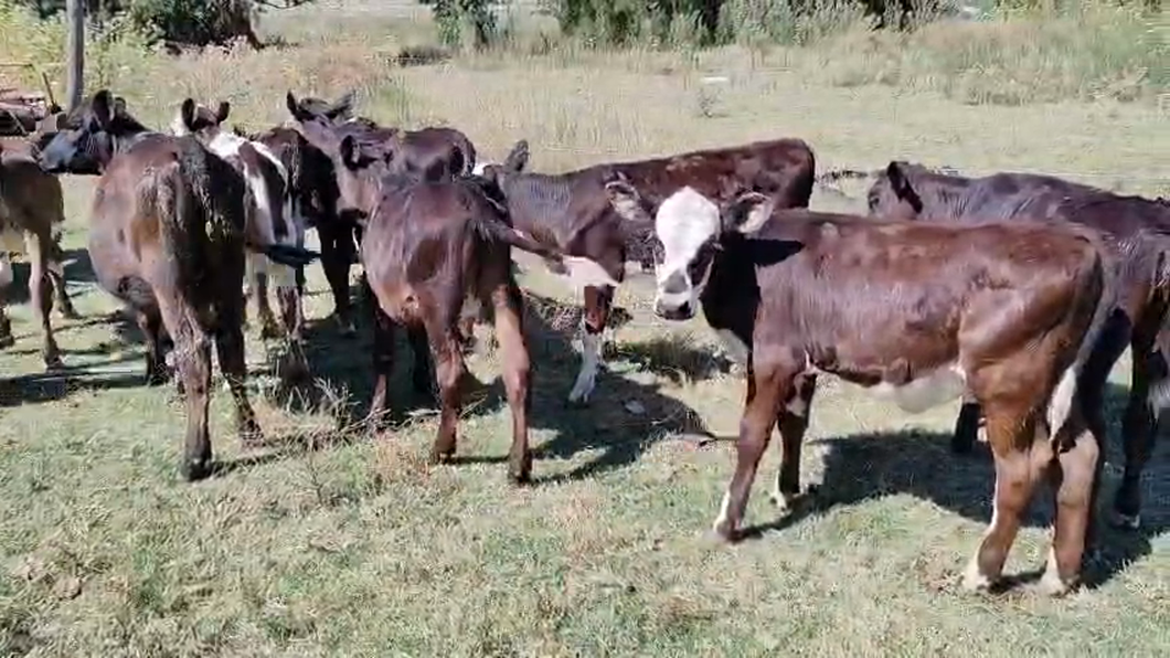 Lote 18 Terneros, San José