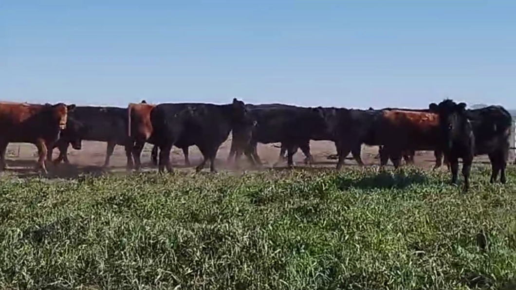 Lote 33 VACAS NUEVAS PREÑADAS, SALLIQUELO, BS. AS.