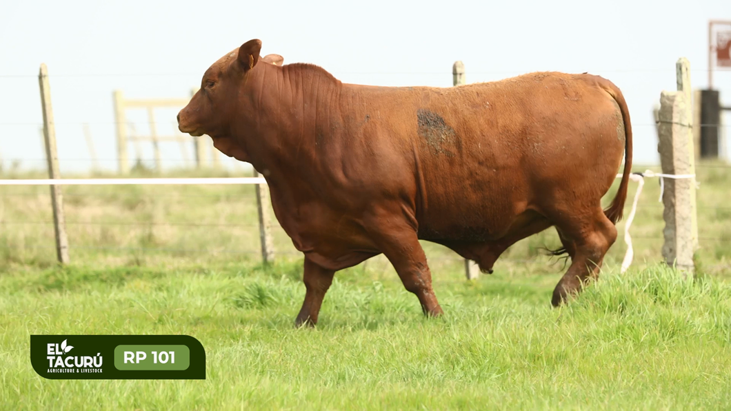 Lote Toros a remate en Subasta Virtual El Tacuru, Montevideo