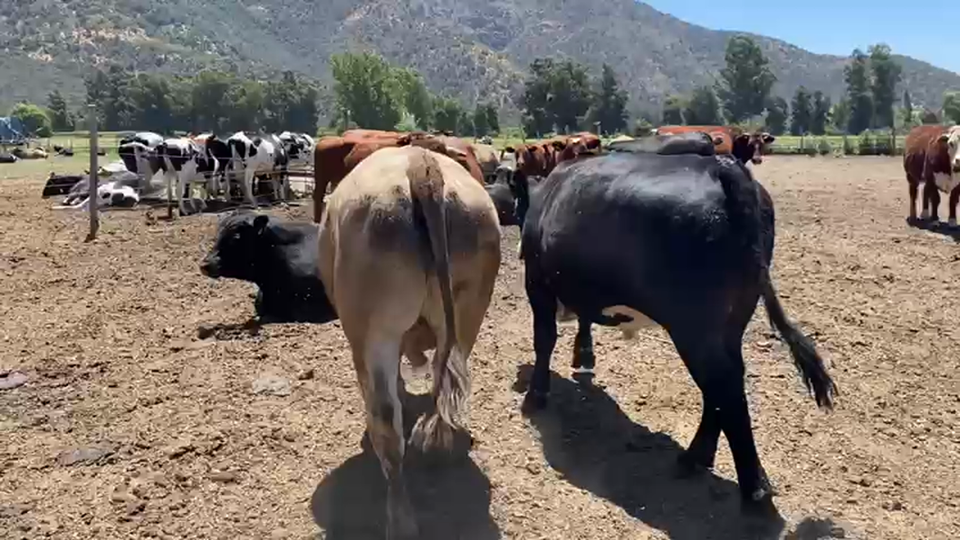 Lote 22 Novillo Gordo en Paine, Región Metropolitana