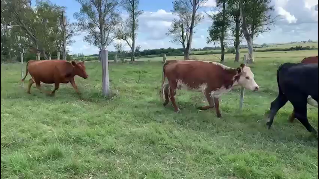 Lote VACAS ENTORADAS
