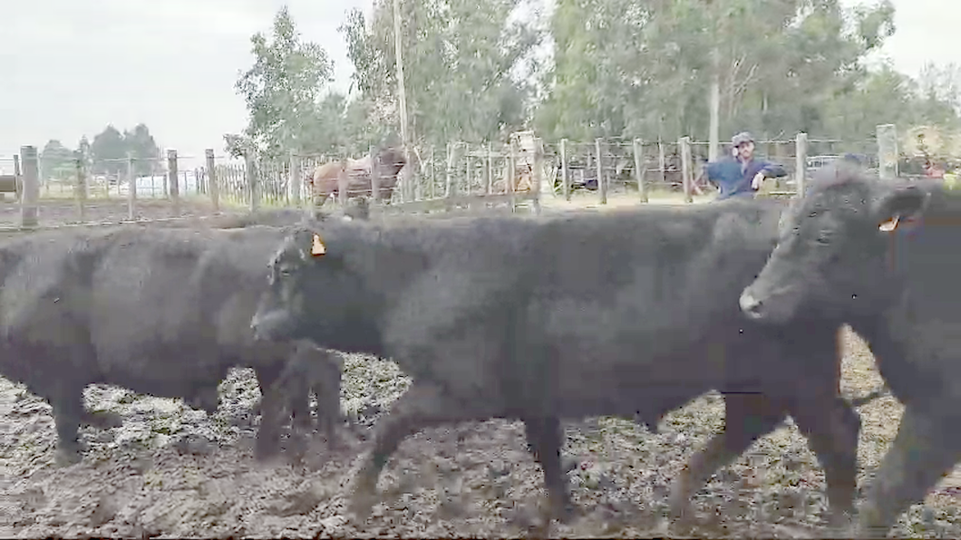 Lote 12 Novillos Angus a remate en Pantalla Camy  en Mal Abrigo