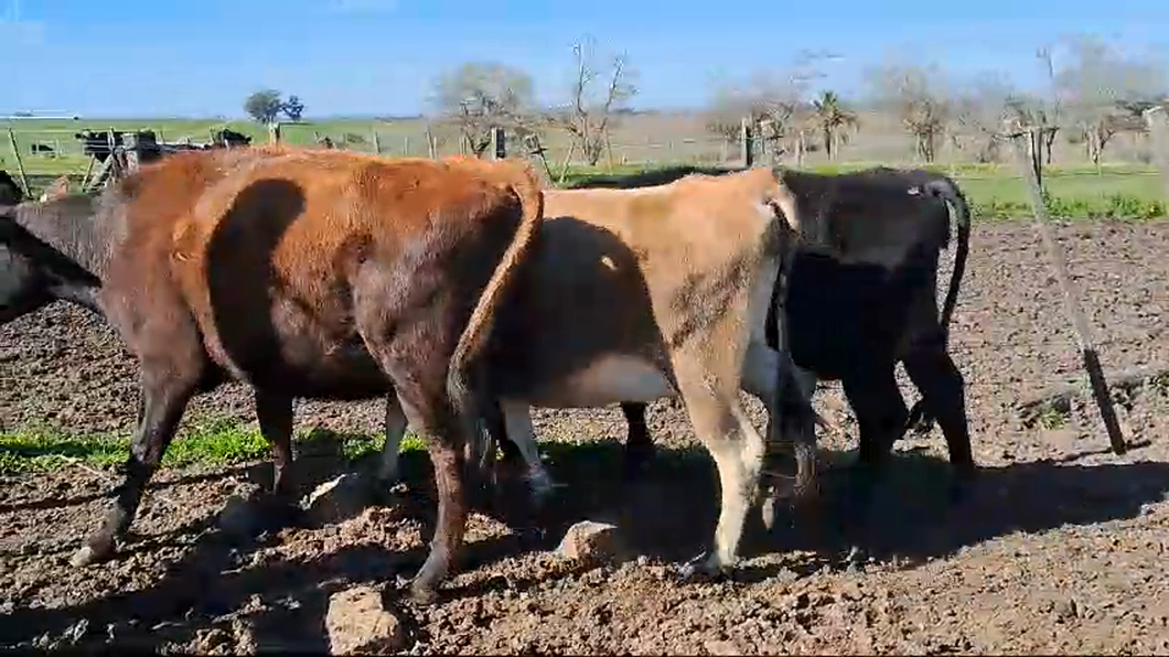 Lote 3 Vaquillonas  Kiwi Proximos a remate en Pantalla Aniversario - Escritorio Camy 400kg -  en Ruta 3 km 120