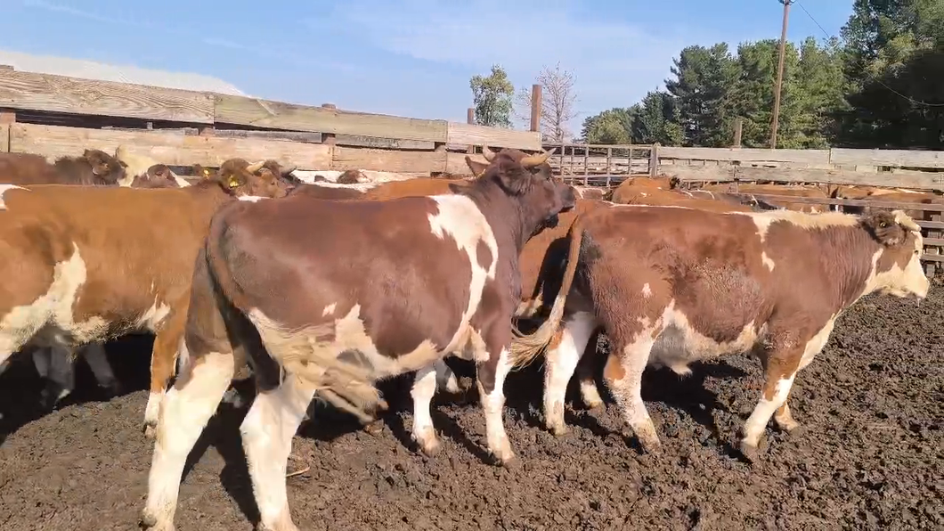 Lote 20 Novillo Gordo en Los Ángeles, VIII Región Biobío