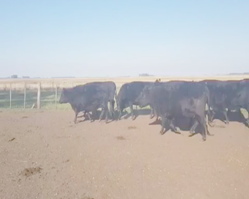 Lote 14 Vacas nuevas de 500Kg en Azul, Buenos Aires