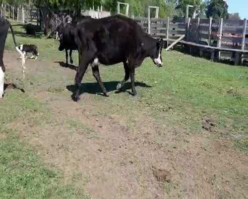 Lote 7 Vacas de Invernada a remate en Feria por pantalla 400kg - , San José