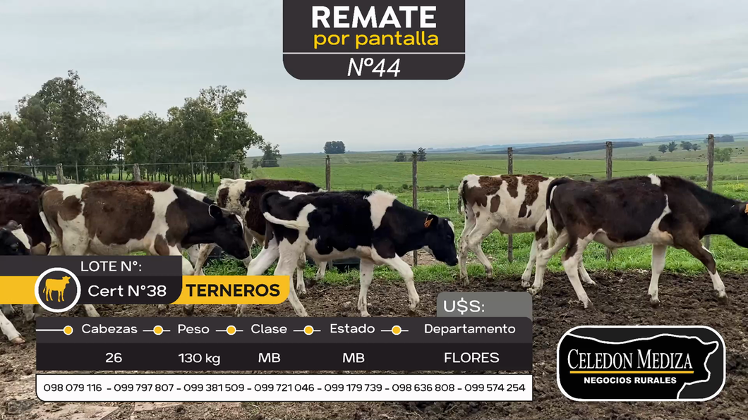 Lote 26 Terneros en Ismael Cortinas, Flores