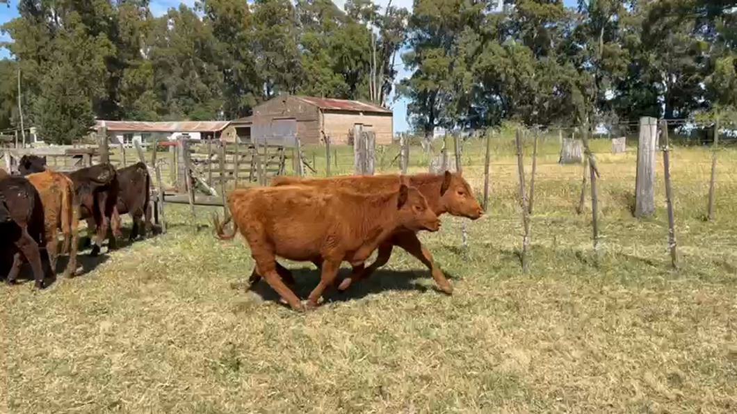 Lote 36 Terneras en Bolívar, Buenos Aires