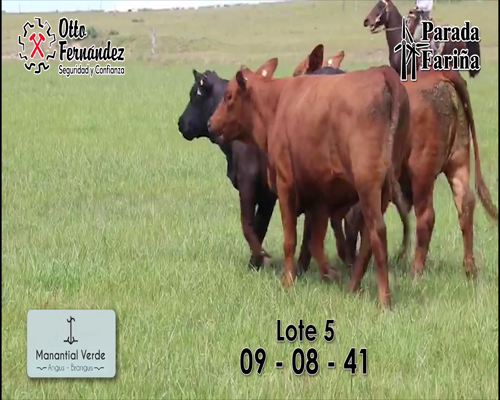 Lote LOTE 5- Vaquillonas y Vacas Brangus Sin Servicio