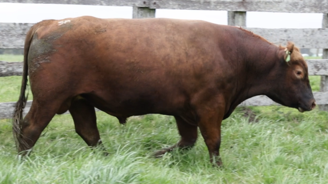 Lote Toros Estancia Mariscala