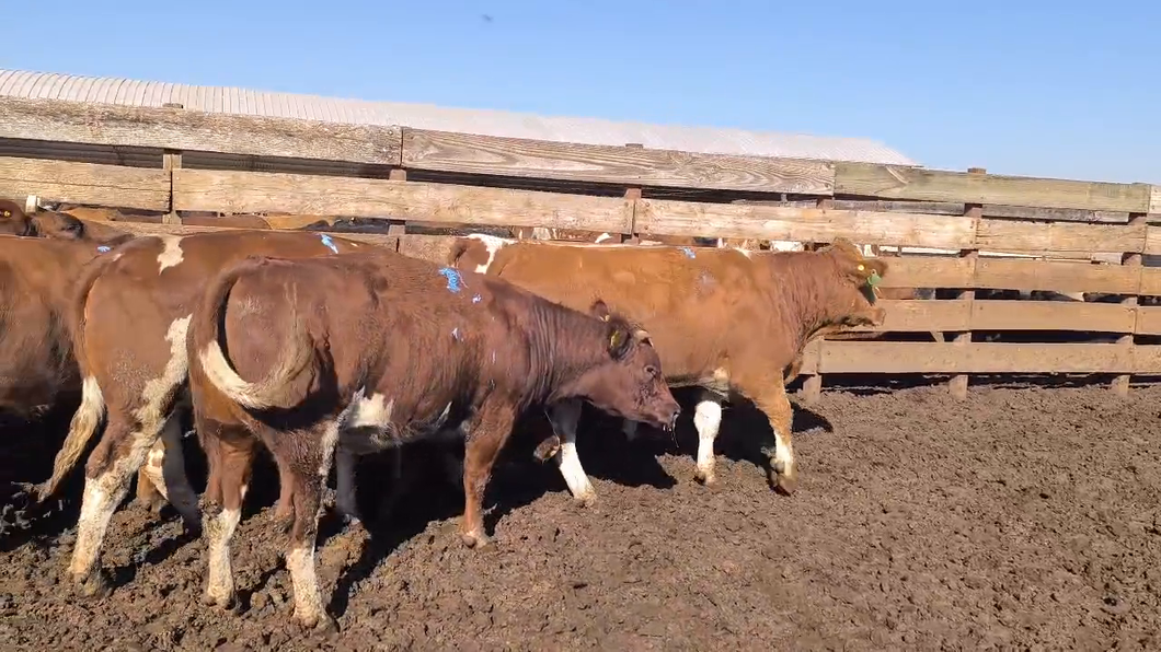 Lote 20 Vaquilla Gorda en Los Ángeles, VIII Región Biobío