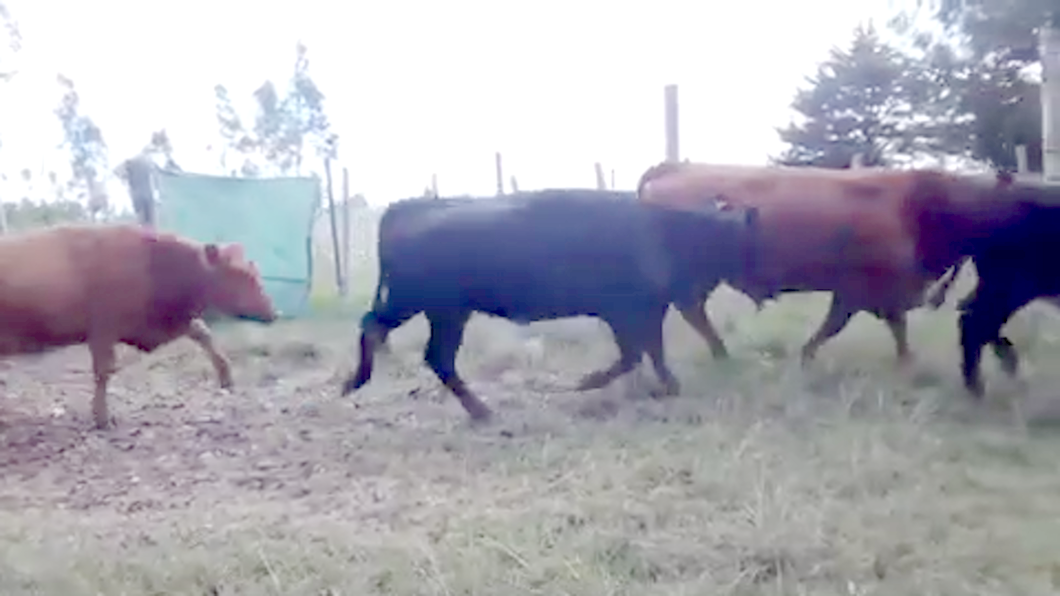 Lote 30 Vaquillonas Vacas Preñadas en Uruguay, Cerro Largo
