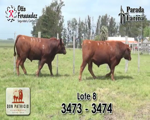 Lote TOROS LIMANGUS