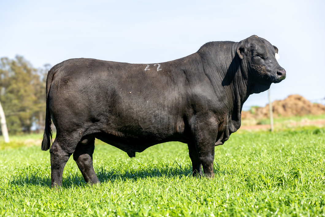 Lote Jacaranda - 1 - Toros