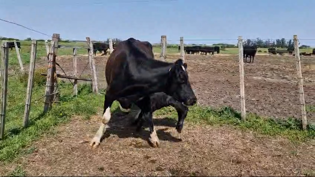 Lote Vaquillonas  Holanda parida a remate en Pantalla Camy 450kg -  en Pavon