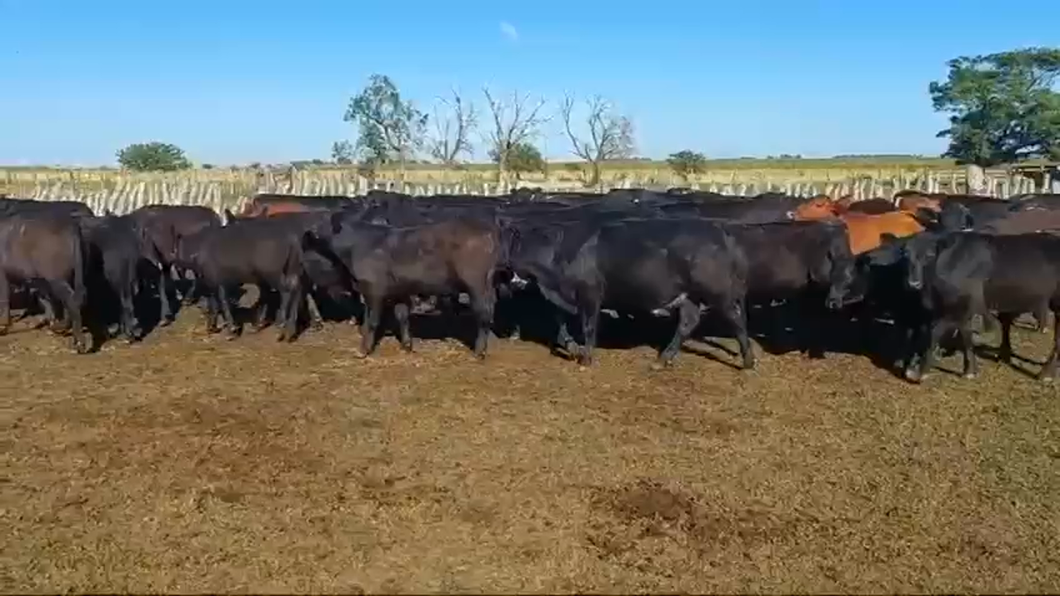 Lote 80 Novillitos