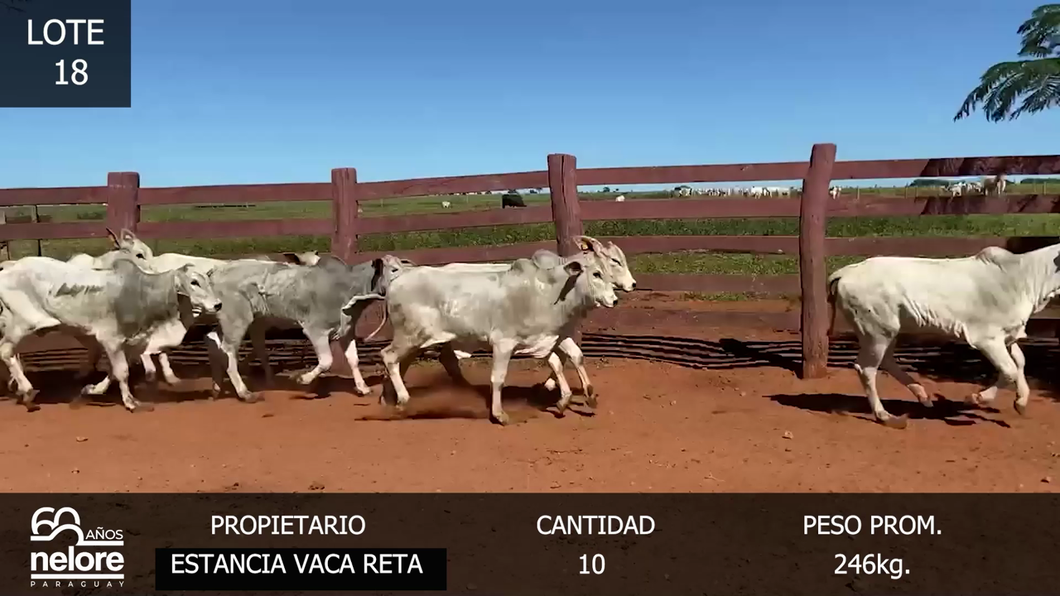 Lote LOTE 18