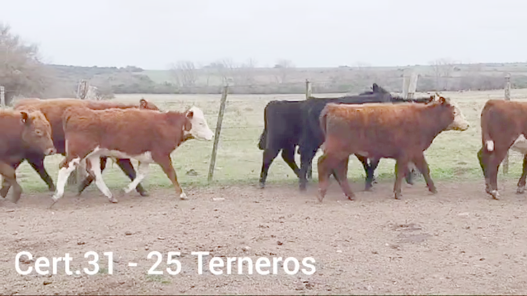 Lote TERNEROS