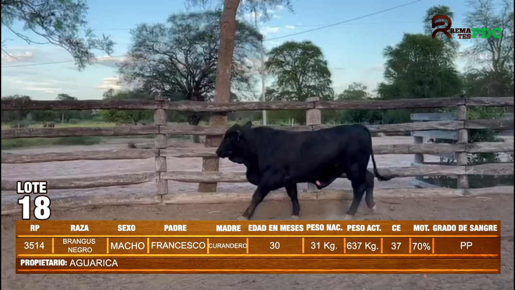 Lote TORO BRANGUS NEGRO - AGUARICA