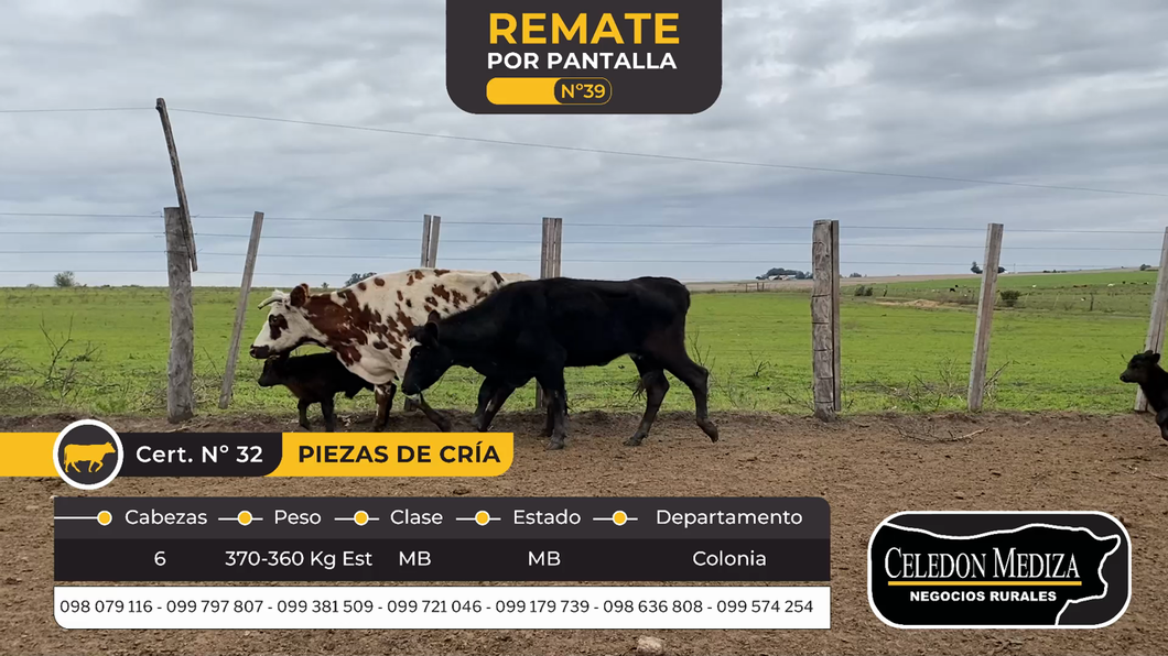 Lote 6 Piezas de cría en La Horqueta, Colonia