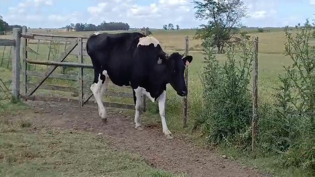 Lote VACA INDUSTRIA