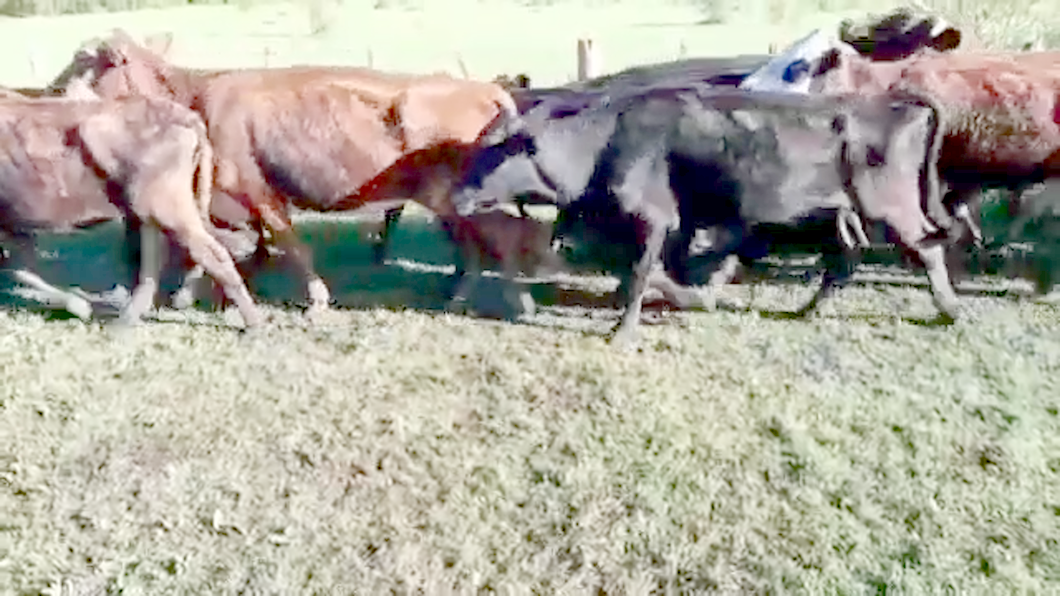 Lote 50 Vacas de invernar en Villaguay, Entre Ríos