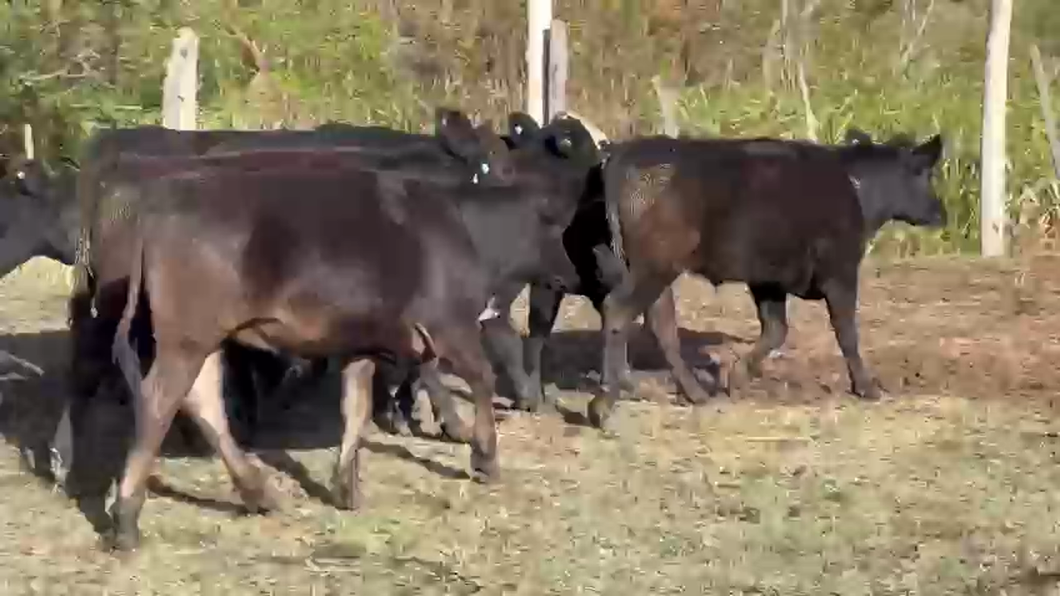 Lote 9 Novillitos