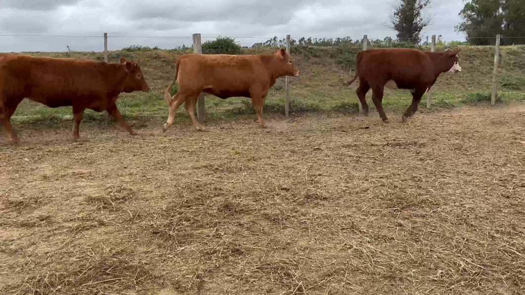 Lote 41 Vaquillonas 1 a 2 años en Sauce, Canelones