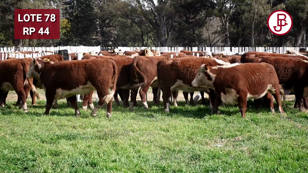 Lote Vaquillonas PR Polled Hereford Preñadas Parición Otoño