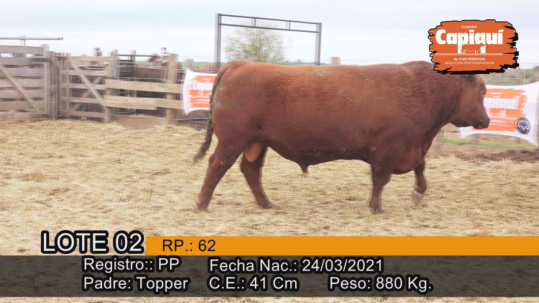 Lote Toro PP