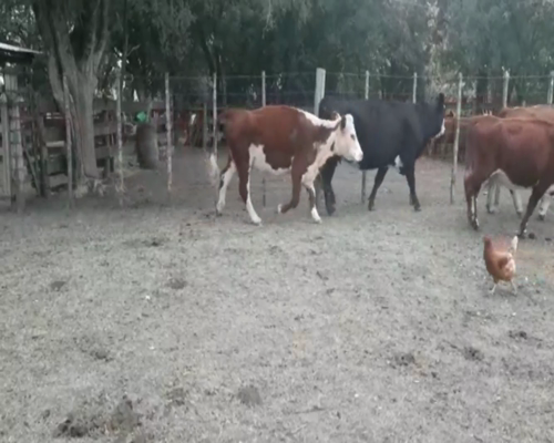 Lote Vacas Preñadas