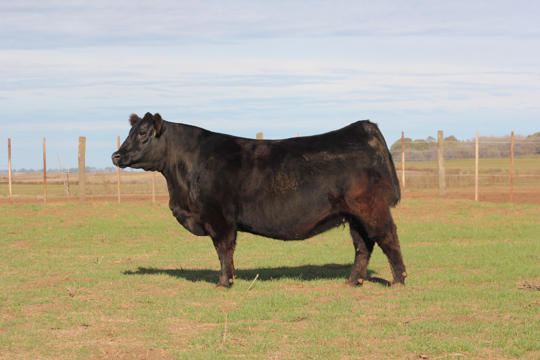 Lote VAQUILLONAS PURAS DE PEDIGREE