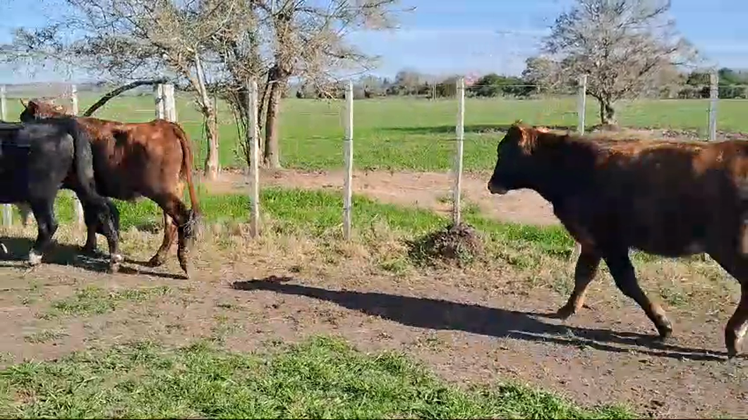 Lote 3 Novillos Cruzas brangus a remate en Pantalla Aniversario - Escritorio Camy en Ruta 3 km 114