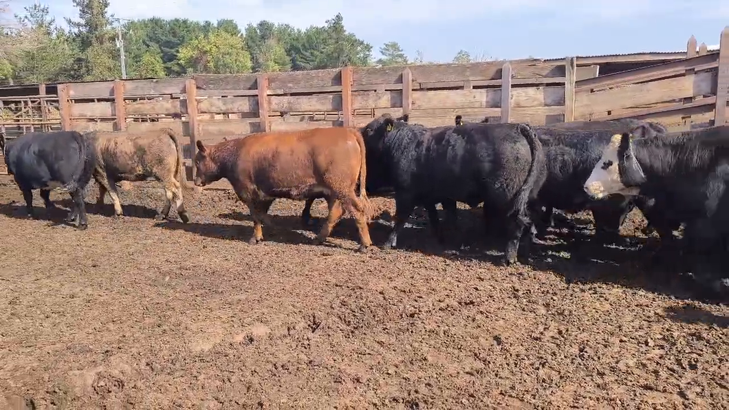 Lote 20 Vaquilla Gorda en Los Ángeles, VIII Región Biobío