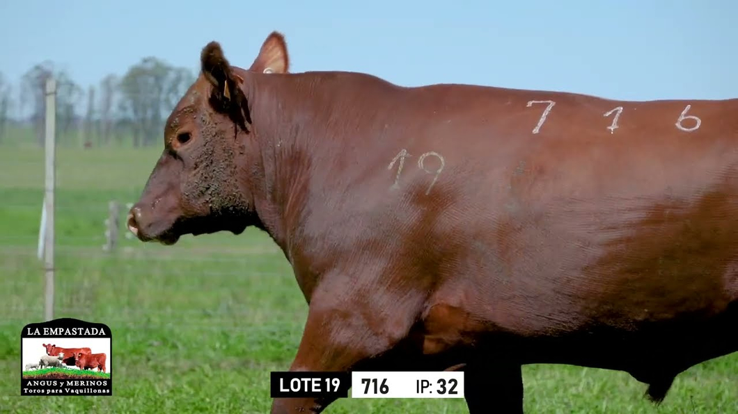 Lote Toros a remate en Toros para Vaquillonas - La Empastada, Durazno