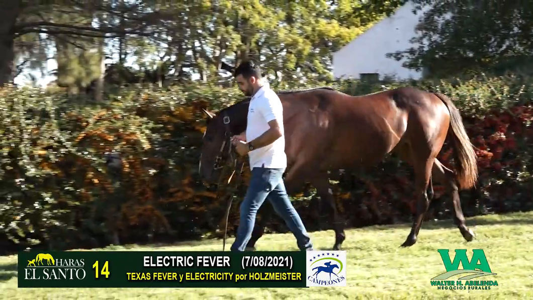 Lote ELECTRIC FEVER