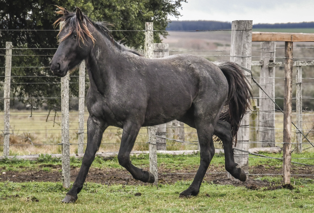 Lote FARRAPO LA FLECHILLA