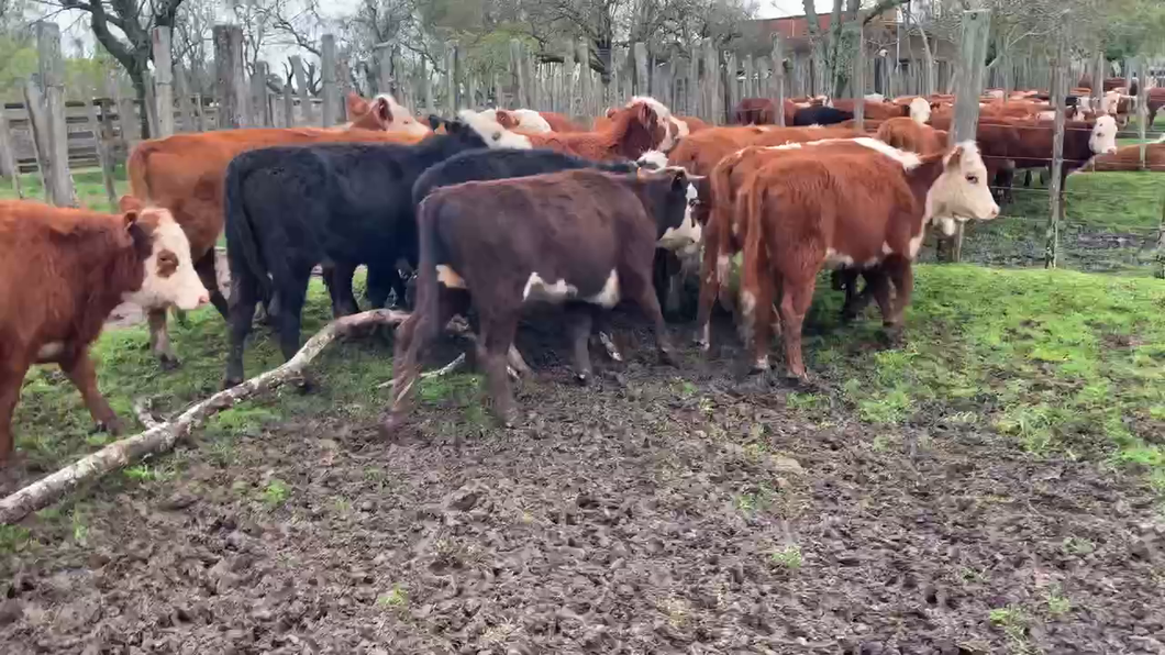 Lote 17 Terneras en Melo, Cerro Largo