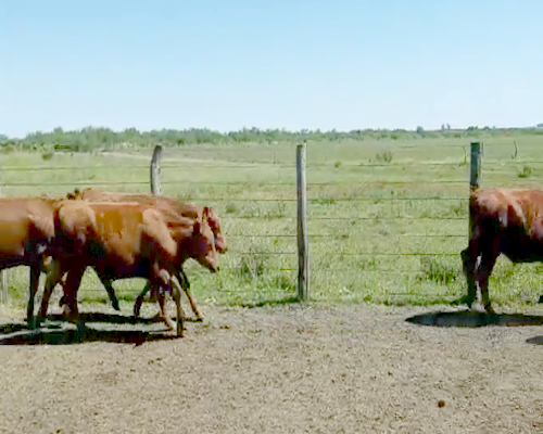 Lote 120 Terneros en Villaguay, Entre Ríos