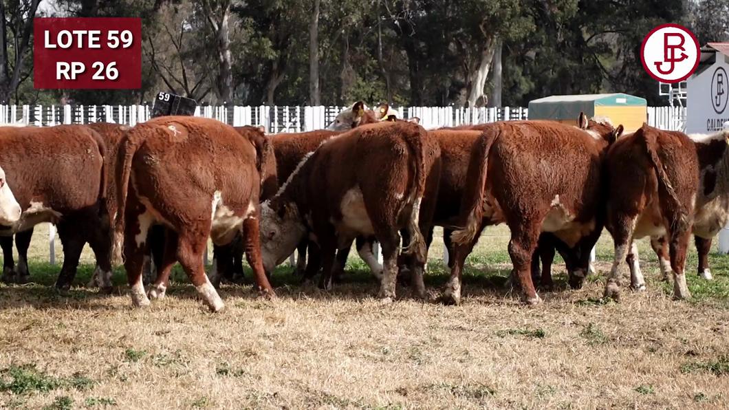 Lote VAQUILLONA PR PREÑADA PARICIÓN PRIMAVERA