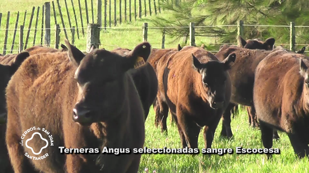 Lote 30 Terneras Aberdeen Angus a remate en Los Cerros de San Juan - Santander, Artigas