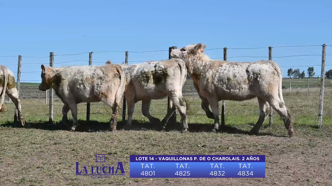 Lote VAQUILLONAS P. DE ORIGEN 2 AÑOS