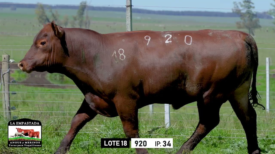 Lote Toros a remate en Toros para Vaquillonas - La Empastada, Durazno