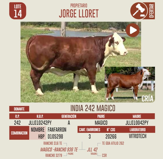 Lote LOTE 14