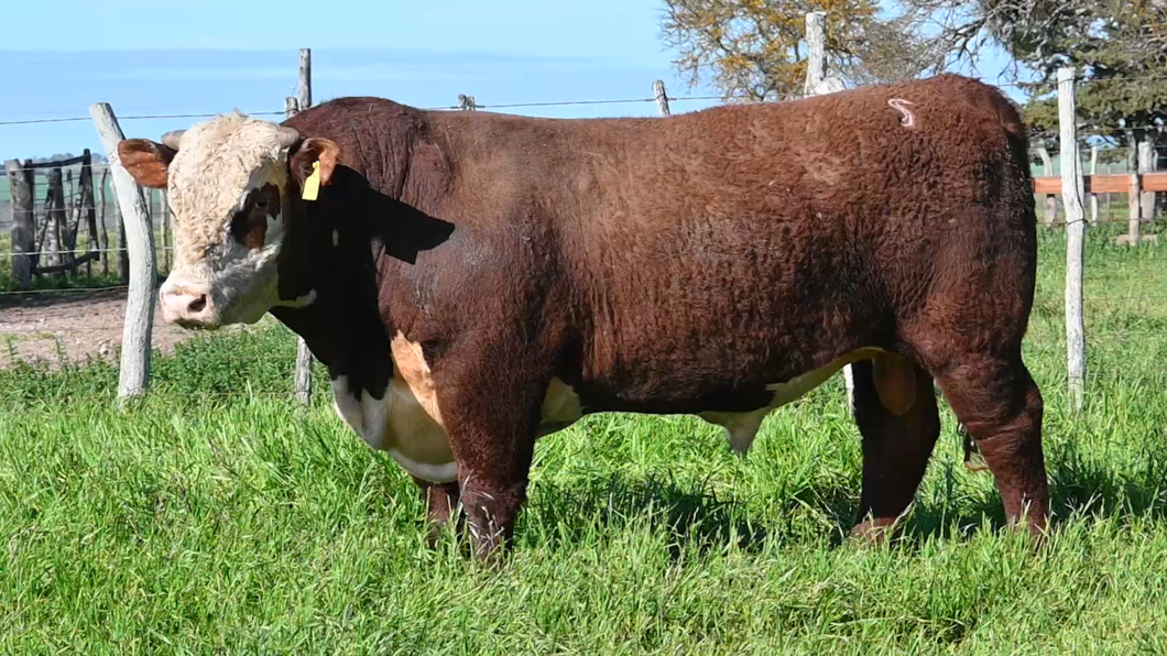 Lote 12 - Carablanca Polled Hereford