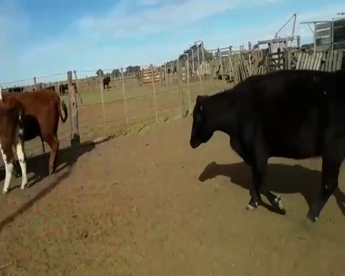 Lote 52 Vacas medio uso con garantía de preñez en Mayor Buratovich, Buenos Aires