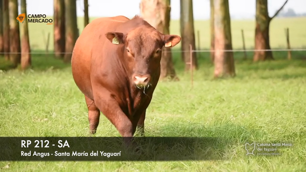 Lote (Vendido)Toros AA 2 AÑOS SA a remate en Subasta Santa Maria del Yaguari, Tacuarembó